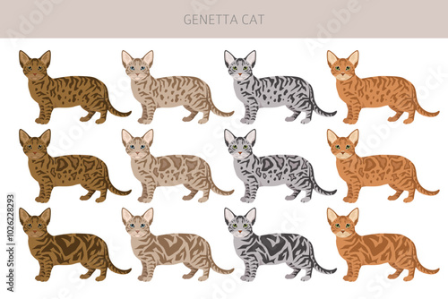 Genetta cat clipart. All cat breeds characteristics infographic. Vector illustration