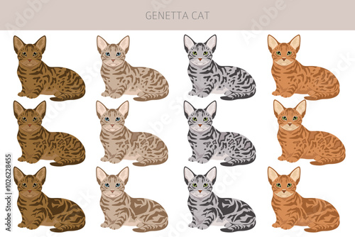 Genetta cat clipart. All cat breeds characteristics infographic. Vector illustration