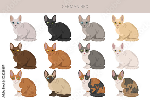 German Rex cat clipart. All cat breeds characteristics infographic. Vector illustration