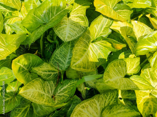 A group of ornamental plants of the Caladium or Philodendron type with wide leaves and yellow and green stripes. This plant has heart-shaped leaves and grows close together photo