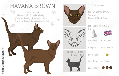 Havana Brown Cat clipart. All coat colors set.  All cat breeds characteristics infographic. Vector illustration