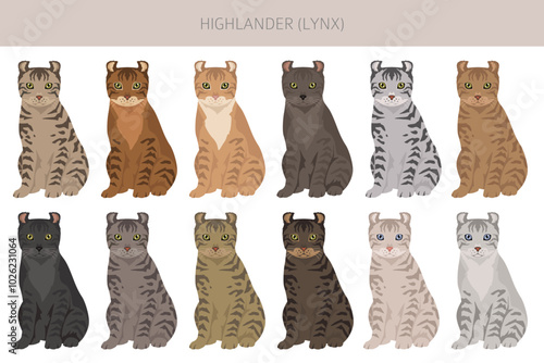 Hyghlander Lynx Cat clipart. All coat colors set.  All cat breeds characteristics infographic. Vector illustration