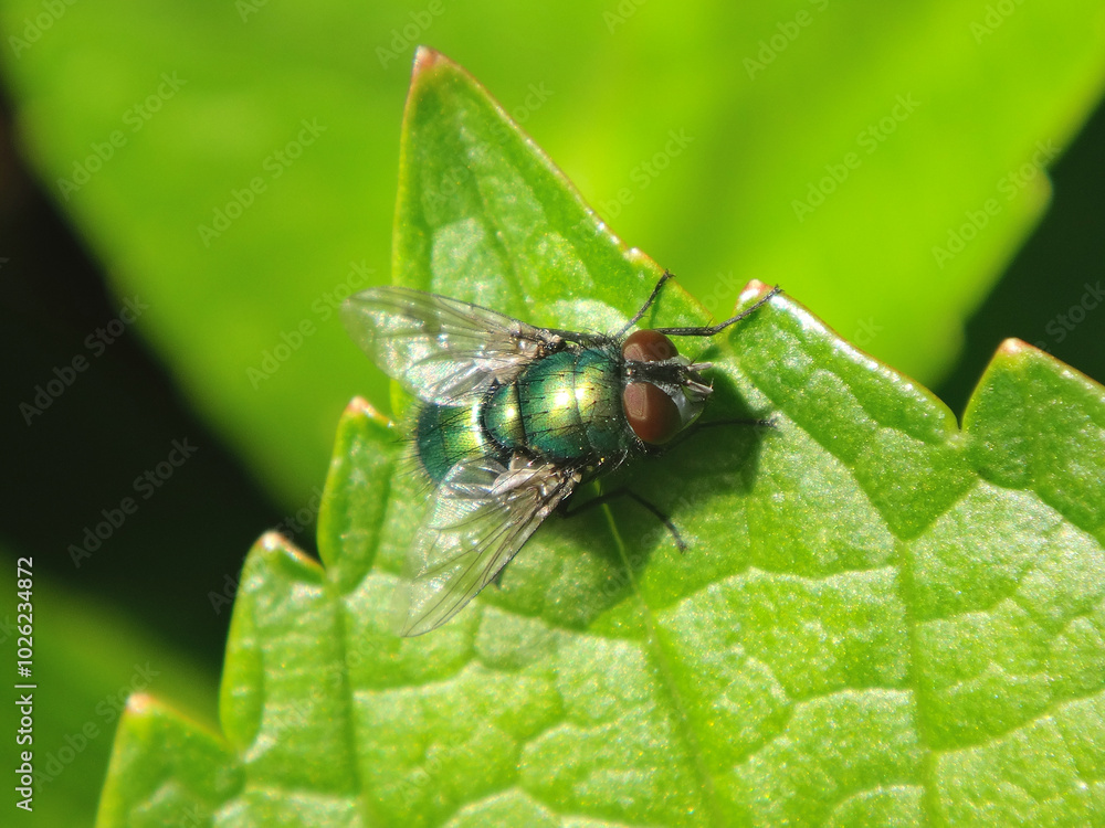 The common green bottle fly (Lucilia sericata), male sitting on a green leaf The common green bottle fly (Lucilia sericata), male sitting on a green leaf