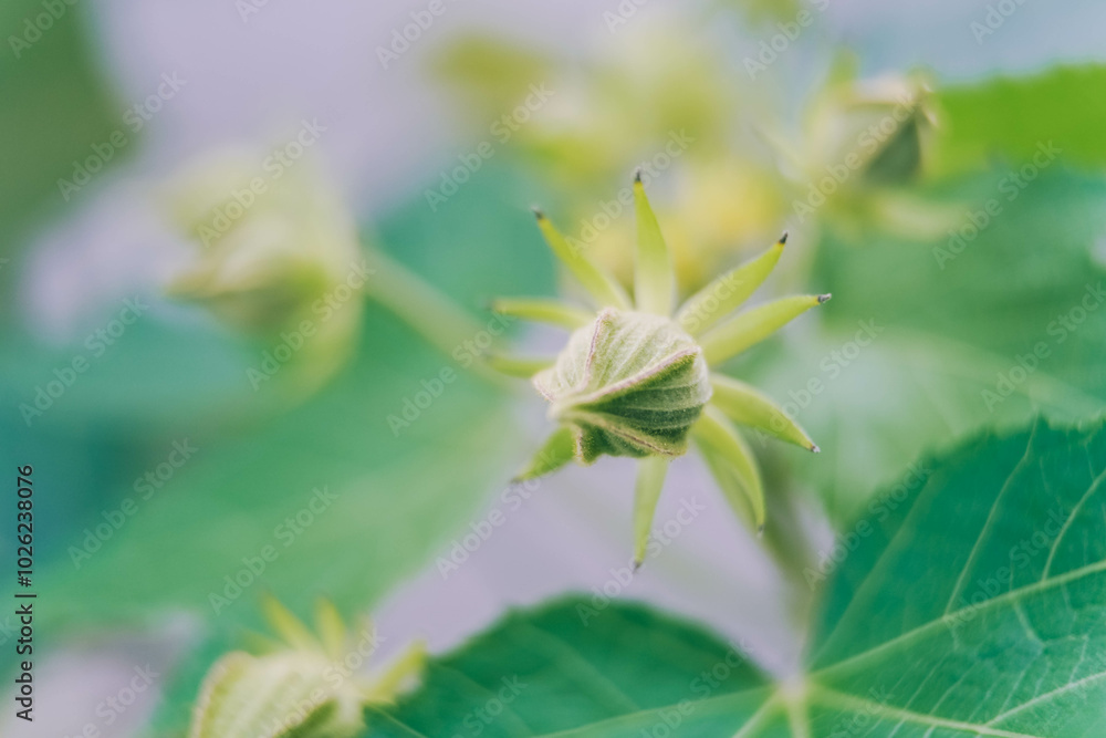 Cotton rose (Hibiscus mutabilis) flower buds. also known as Cotton rosemallow, confederate rose, Dixie rosemallow