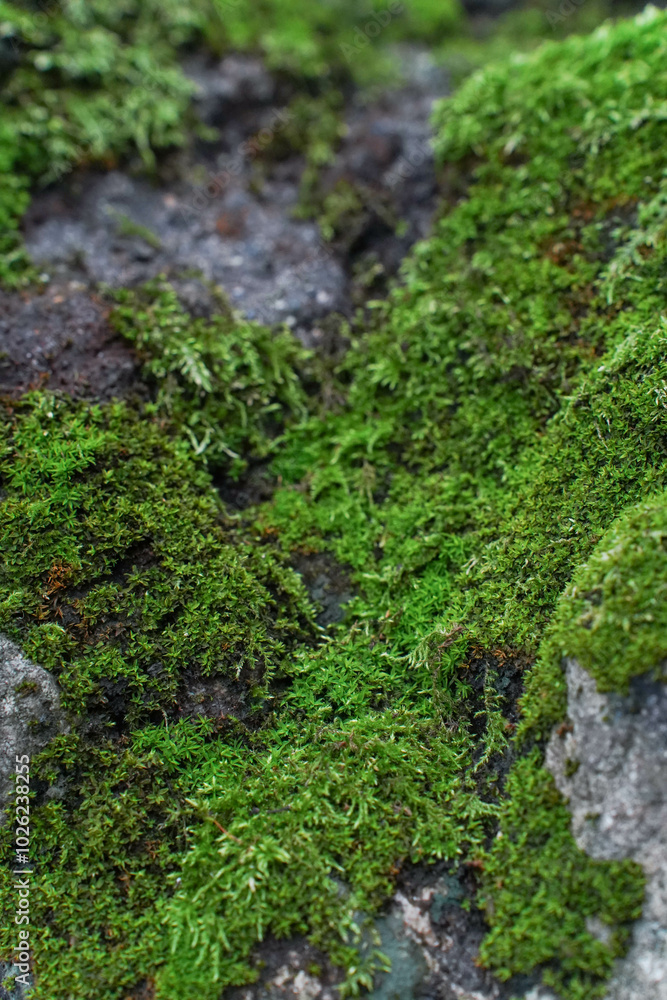 Beautiful Bright Green moss grown up cover the rough stones and on the floor in the forest. Show with macro view. Rocks full of the moss texture in nature for wallpaper.