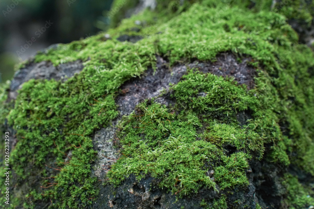 Beautiful Bright Green moss grown up cover the rough stones and on the floor in the forest. Show with macro view. Rocks full of the moss texture in nature for wallpaper.