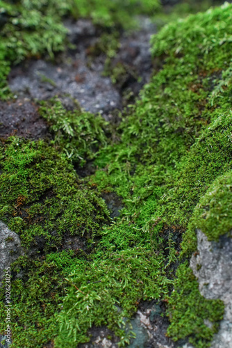 Obraz na płótnie Beautiful Bright Green moss grown up cover the rough stones and on the floor in the forest. Show with macro view. Rocks full of the moss texture in nature for wallpaper. w salonie