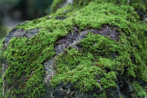 Obraz na płótnie Beautiful Bright Green moss grown up cover the rough stones and on the floor in the forest. Show with macro view. Rocks full of the moss texture in nature for wallpaper. w salonie