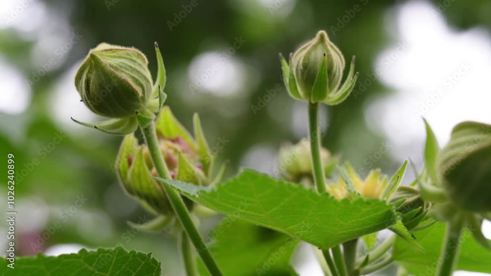 Cotton rose (Hibiscus mutabilis) flower buds. also known as Cotton rosemallow, confederate rose, Dixie rosemallow Cotton rose (Hibiscus mutabilis) flower buds. also known as Cotton rosemallow, confederate rose, Dixie rosemallow