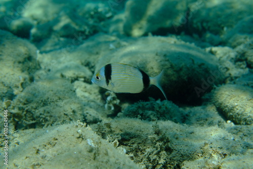 Two banded sea bream (Diplodus vulgaris) undersea, Aegean Sea, Greece, Halkidiki, Pirgos beach photo