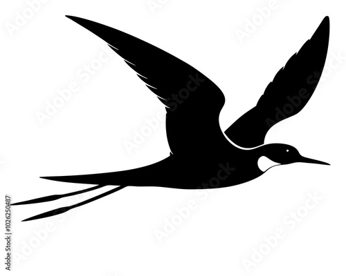 skimmer bird vector silhouette 