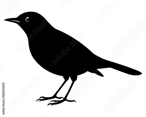 thrush bird silhouette on a white background