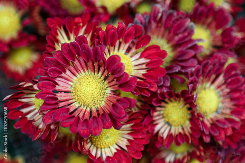 Chrysanthemums sometimes called mums or chrysanths, are flowering plants of the genus Chrysanthemum in the family Asteraceae.