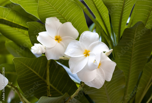 Plumeria also known as frangipani, is a genus of flowering plants in the subfamily Rauvolfioideae, of the family Apocynaceae