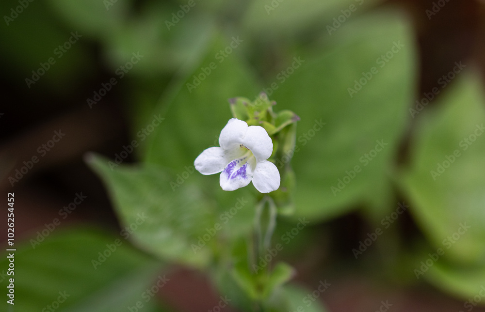 Ganges Primrose has medium evergreen leaves that have an ovate to heart shape. Ganges Primrose has medium evergreen leaves that have an ovate to heart shape.