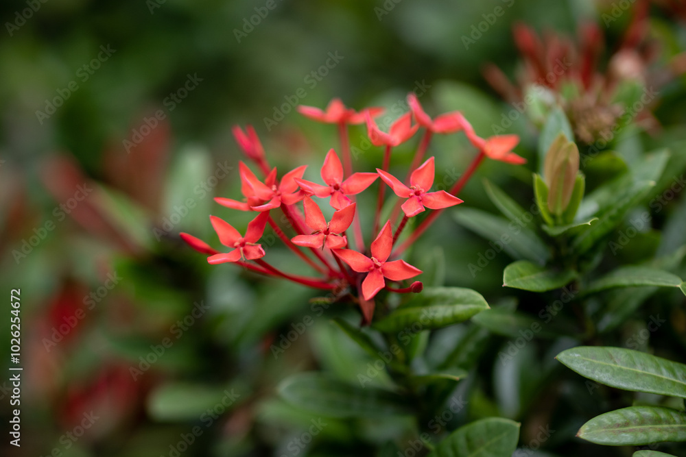 Ixora is a genus of flowering plants in the family Rubiaceae. It is the only genus in the tribe Ixoreae. It consists of tropical evergreen trees and shrubs Ixora is a genus of flowering plants in the family Rubiaceae. It is the only genus in the tribe Ixoreae. It consists of tropical evergreen trees and shrubs