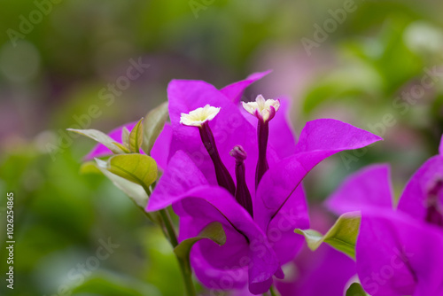 Bougainvillea glabra, the lesser bougainvillea or paperflower, is the most common species of bougainvillea used for bonsai.