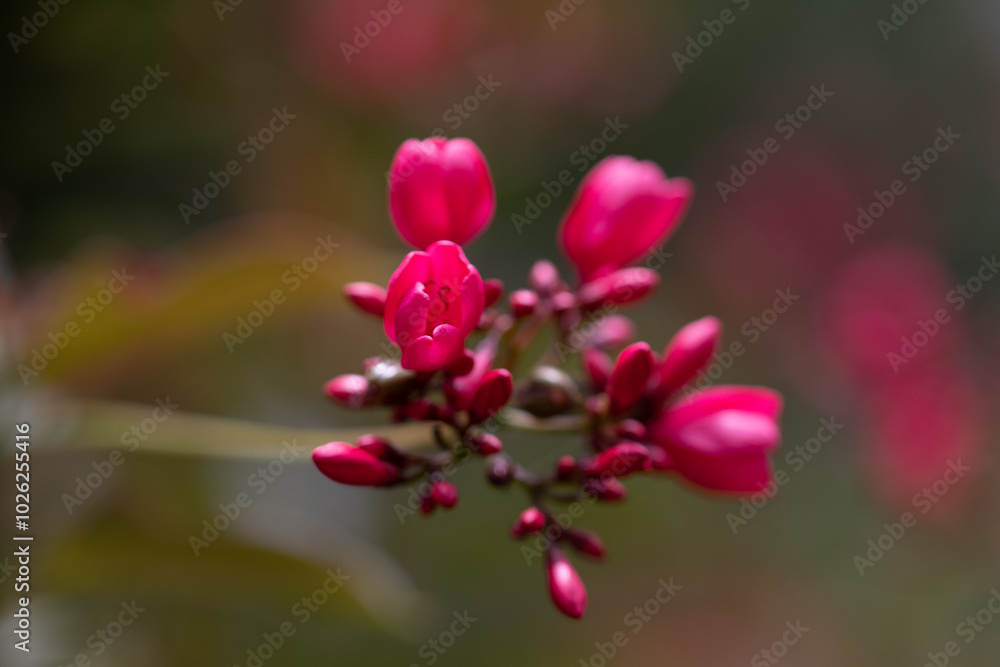 Jatropha integerrima, commonly known as peregrina or spicy jatropha, is a species of flowering plant in the spurge family, Euphorbiaceae Jatropha integerrima, commonly known as peregrina or spicy jatropha, is a species of flowering plant in the spurge family, Euphorbiaceae