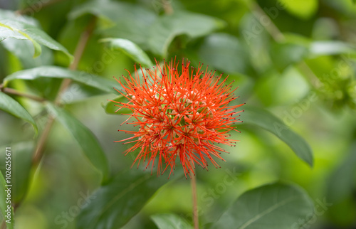 Combretum erythrophyllum. photo