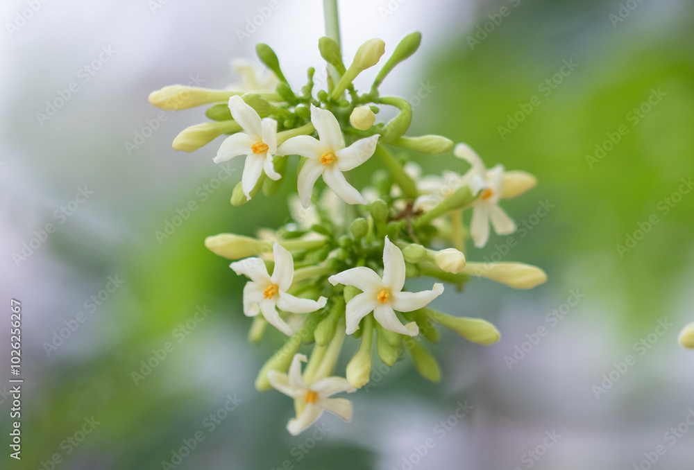 Fototapeta premium Carica papaya is a herbaceous succulent plant popularly known as pawpaw and belongs to the Caricaceae family