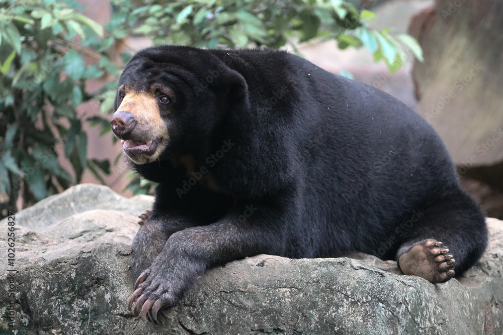 The sun bear is a species in the family Ursidae occurring in the tropical forests of Southeast Asia The sun bear is a species in the family Ursidae occurring in the tropical forests of Southeast Asia