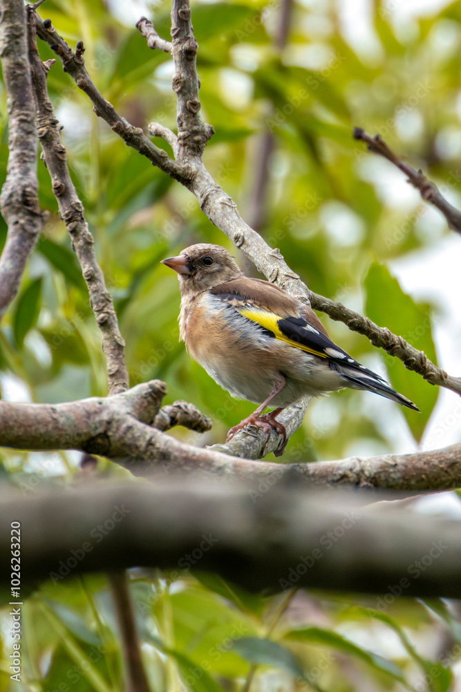 European Goldfinch (Carduelis carduelis) spotted in North County, Dublin, commonly found across Europe