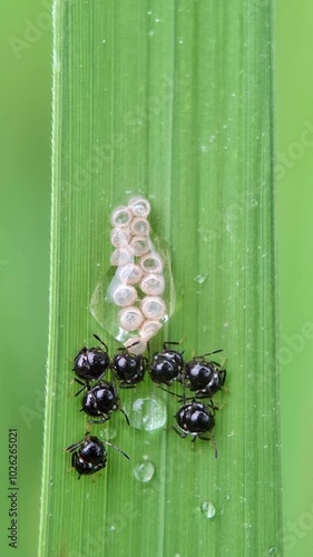 Baby insects on leaf, Brown marmorated stink bug