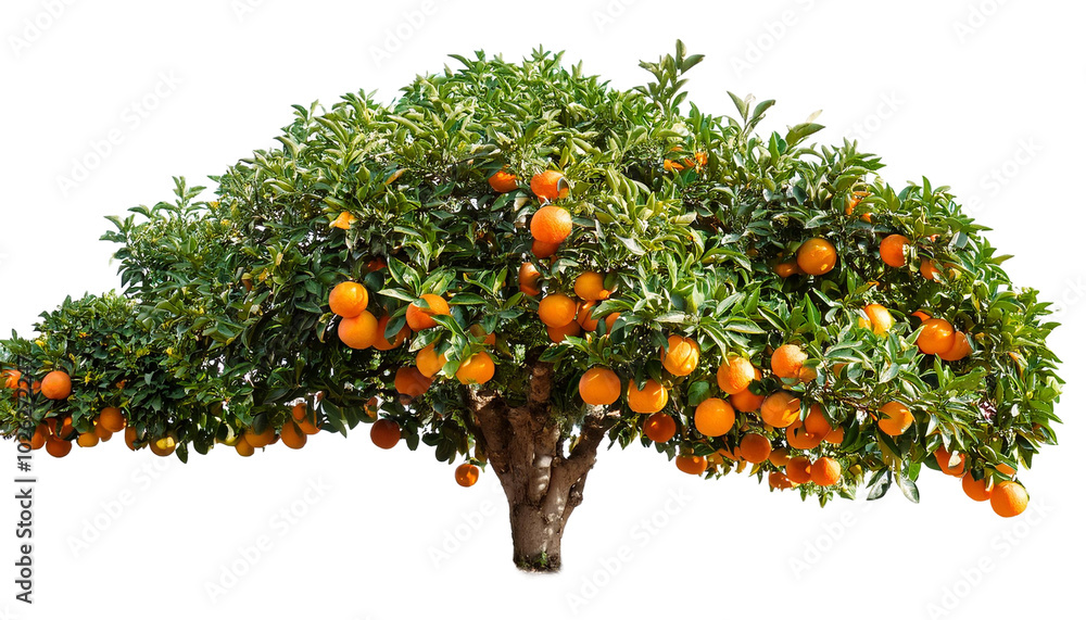 Lush Orange Tree Isolated on transparent background Lush Orange Tree Isolated on transparent background
