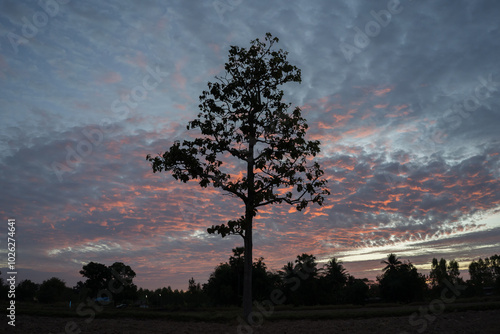 Tree is standing under cloudy sky