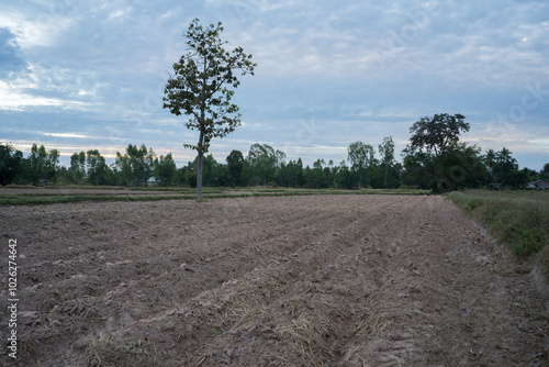 Tree is standing under cloudy sky