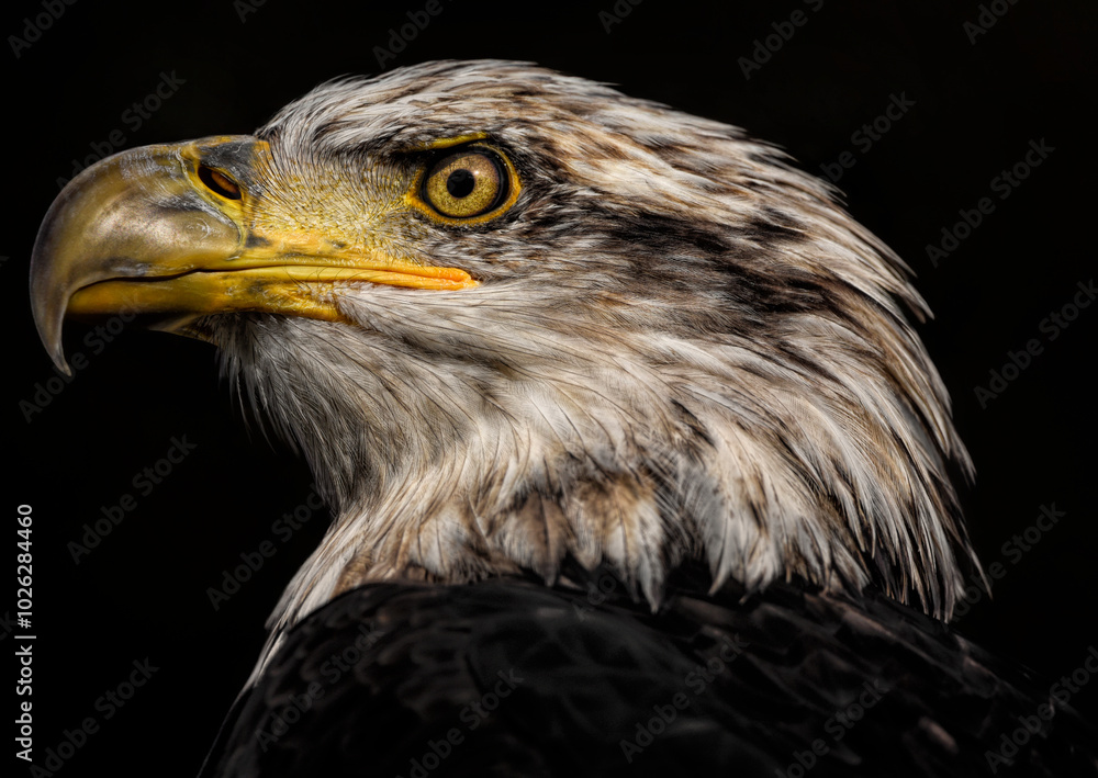 Fototapeta premium A close up of a Bald Eagle