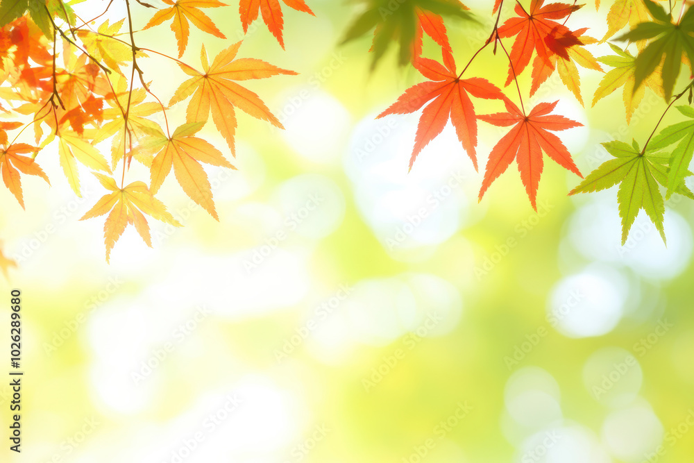 Red maple leaves in autumn with copy space Red maple leaves in autumn with copy space