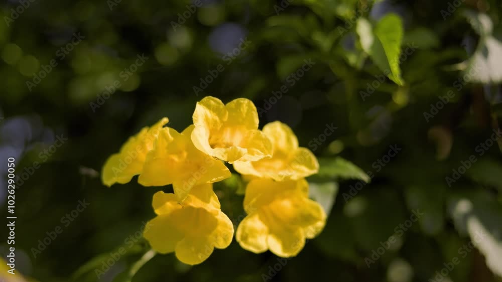 Yellow flowers in the backyard are grown and cared for naturally without chemicals, so ants and insects come to visit without any harm. Black shadow background.