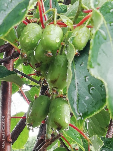 Kiwiño Issai. Fruto de kiwiño Actinidia arguta. 