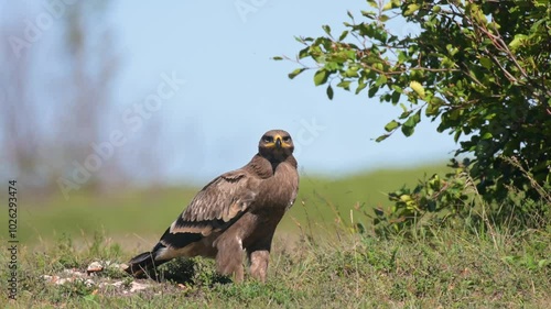 Steppe Eagle Aquila nipalensis Wildlife scene from nature. photo