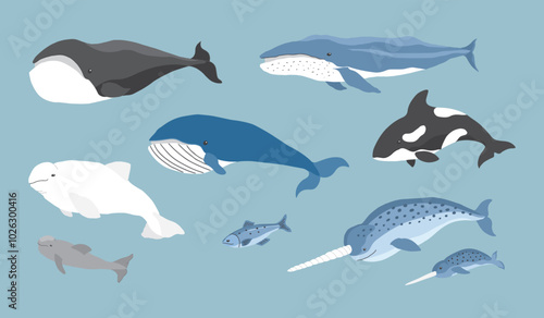 Photography Polar animals collection, cute birds, fish and marine mammals