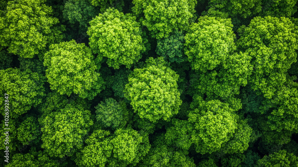 stunning aerial view showcases a vibrant forest, where lush green trees create a natural tapestry. This serene landscape symbolizes growth, tranquility, and the interconnectedness of nature stunning aerial view showcases a vibrant forest, where lush green trees create a natural tapestry. This serene landscape symbolizes growth, tranquility, and the interconnectedness of nature