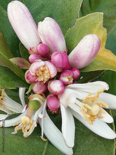 Limonero de cuatro estaciones. Limonero Eureka con flores. 