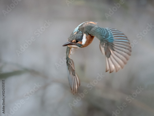 Eisvogel im Flug