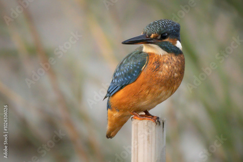 Eisvogel