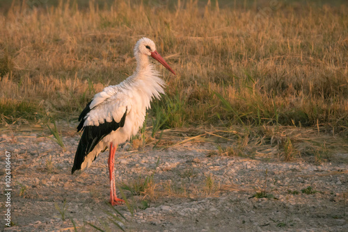 Storch im Wind