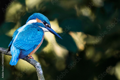 Eisvogel