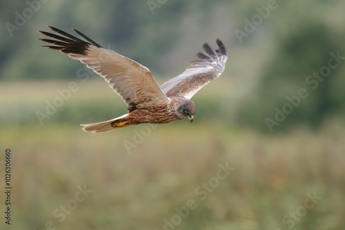 Greifvogel