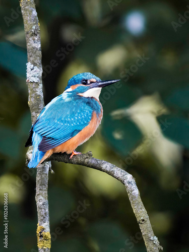Eisvogel