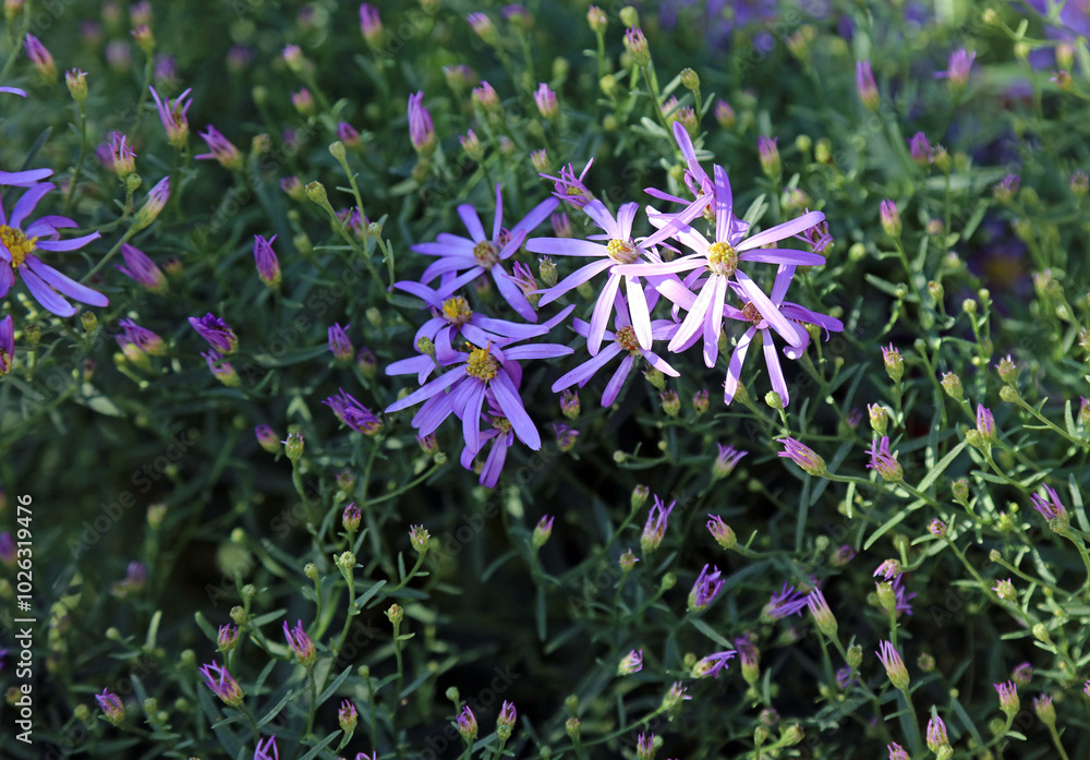 Obraz premium Closeup of Sedum-leaved Galatella blooms in dappled light, Suffolk England 