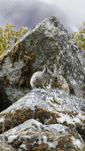Vizcacha (Lagidium viscacia)
