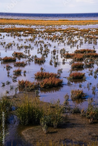 Norddeich ,East Frisia, Germany. Salt marshes. Nature protected area