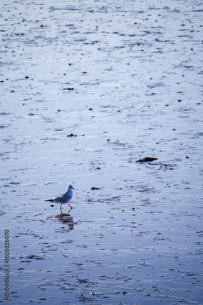 Germany East Frisia Norddeich Seagull In Mudflats Germany East Frisia Norddeich Seagull In Mudflats