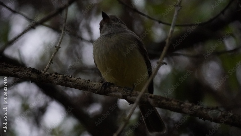 Obraz premium Finch Bird from Galapagos islands