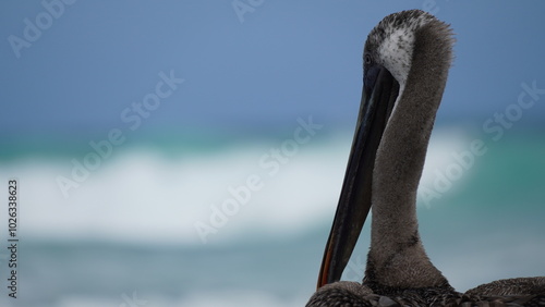 Brown pelican portrait photo